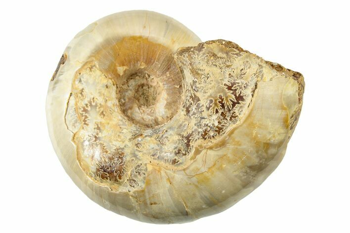 Jurassic Ammonite Fossil - Sakaraha, Madagascar #251440